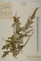 寬葉山蒿藏品圖，第1張