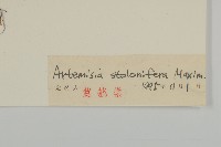 寬葉山蒿藏品圖，第3張