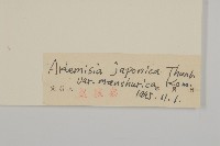 東北牡蒿藏品圖，第3張