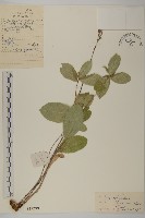 朝鮮蒼術藏品圖，第1張