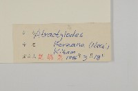 朝鮮蒼術藏品圖，第3張