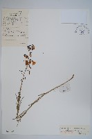 長柱沙參藏品圖，第1張