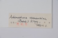 長柱沙參藏品圖，第2張