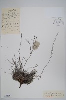 東北齒緣草藏品圖，第1張