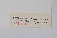 東北齒緣草藏品圖，第2張