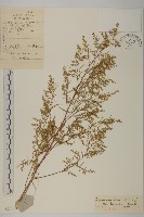 狹葉青蒿藏品圖，第1張