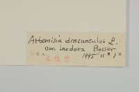 狹葉青蒿藏品圖，第3張