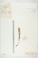 狼爪瓦松藏品圖，第1張