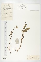 水田碎米薺藏品圖，第1張