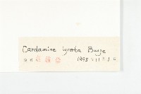 水田碎米薺藏品圖，第3張