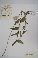 聚花風鈴草藏品圖，第1張