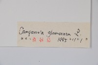 聚花風鈴草藏品圖，第2張