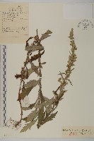 艾蒿藏品圖，第1張