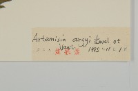 艾蒿藏品圖，第3張