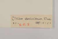 絨背薊藏品圖，第3張