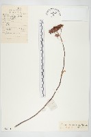 紫景天藏品圖，第1張