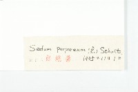 紫景天藏品圖，第3張