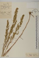 鹽蒿藏品圖，第1張