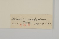 鹽蒿藏品圖，第3張