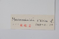 砂引草藏品圖，第2張