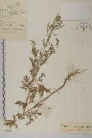 大耔蒿藏品圖，第1張