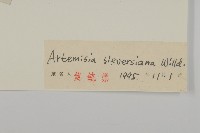 大耔蒿藏品圖，第3張