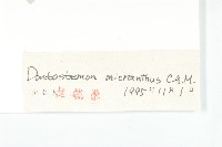 小花花旗竿藏品圖，第3張