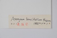 羅布麻藏品圖，第2張