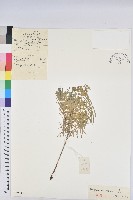 乳漿大戟藏品圖，第1張