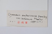 紫花合掌消藏品圖，第2張