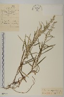 柳葉蒿藏品圖，第1張