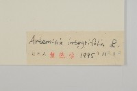 柳葉蒿藏品圖，第3張