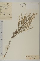 冷蒿藏品圖，第1張