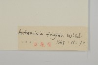 冷蒿藏品圖，第3張