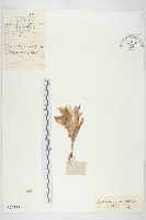 鈍葉瓦松藏品圖，第1張