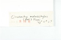 鈍葉瓦松藏品圖，第3張