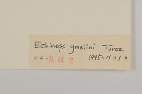 砂藍刺頭藏品圖，第3張