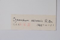 鵝絨藤藏品圖，第2張