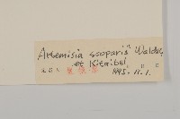 黃蒿藏品圖，第3張