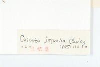 日本菟絲子藏品圖，第3張