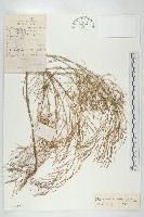 播娘蒿藏品圖，第1張