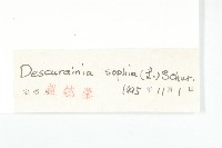 播娘蒿藏品圖，第3張