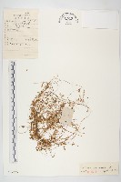 中國菟絲子藏品圖，第1張