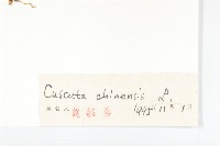 中國菟絲子藏品圖，第3張