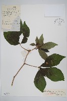 短梗五加藏品圖，第1張