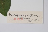 短梗五加藏品圖，第2張