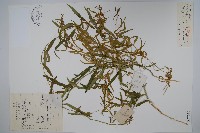 雀飄藏品圖，第1張