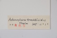 薺苨藏品圖，第2張