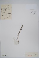 紫筒草藏品圖，第1張