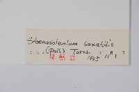 紫筒草藏品圖，第2張